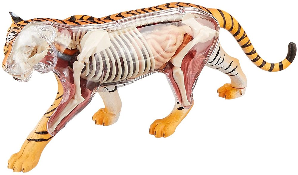4D Vision Tiger Anatomy Model, from John N. Hansen Co. Inc. and Totally Thomas Inc.