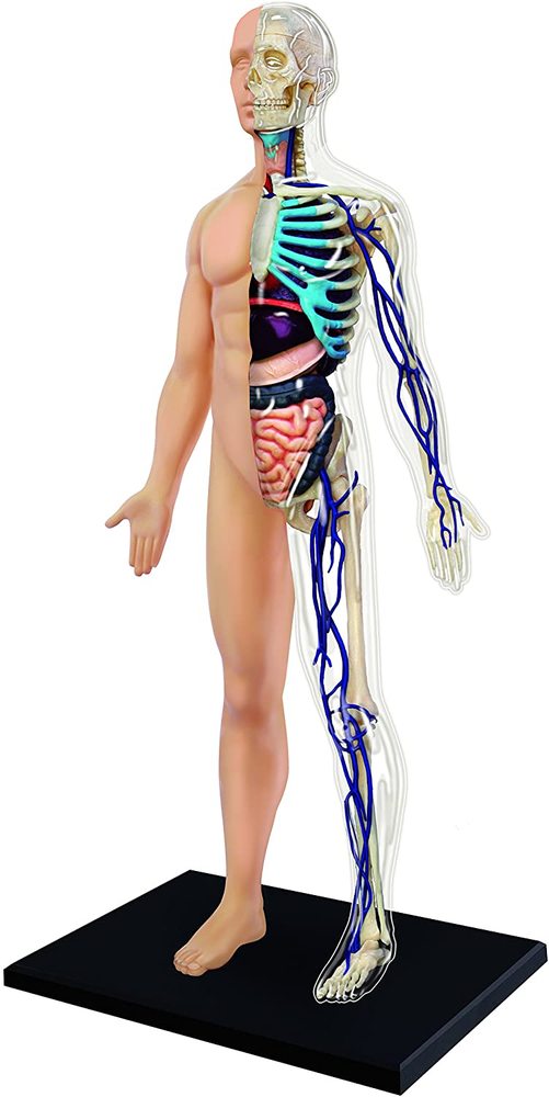激安な Model, Anatomy Body Human Cleared Half Human 4D from N John その他