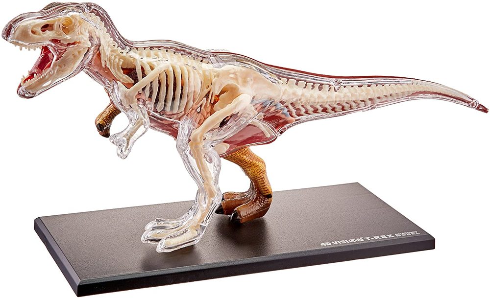 t rex anatomy