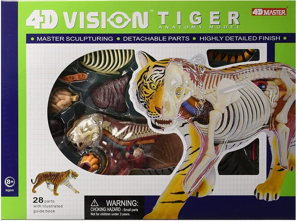 4D Vision Tiger Anatomy Model, from John N. Hansen Co. Inc. and Totally Thomas Inc.