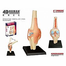 4D Human Knee Anatomy Model