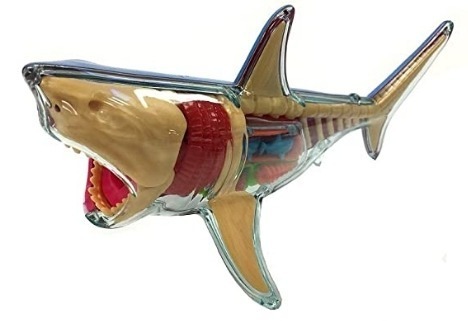 X-Ray Fun Great White Shark, from John N. Hansen Co. Inc. and Totally Thomas Inc.